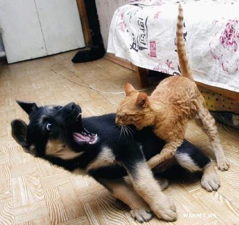 cao-e-gato cao-e-gato